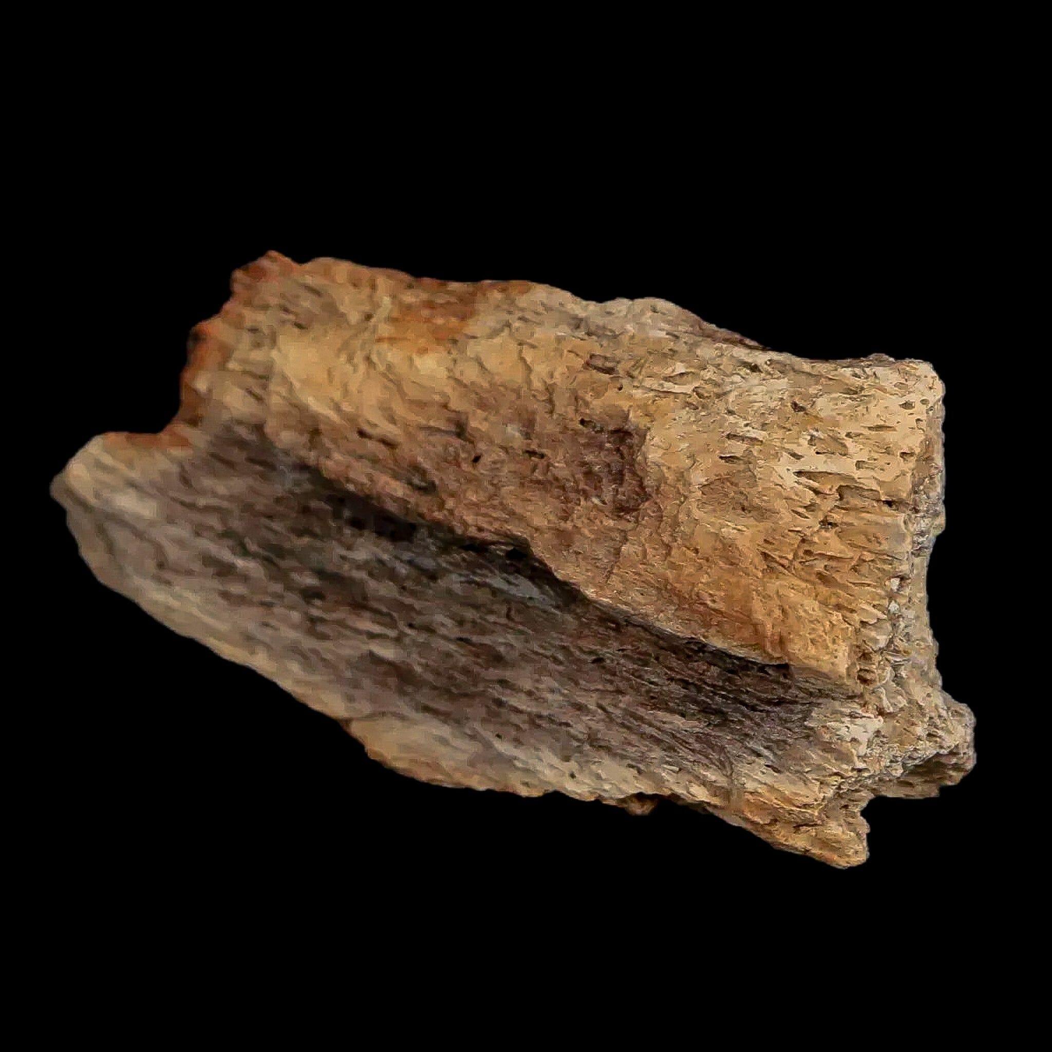 1.8" Edmontosaurus Fossil Jaw Maxilla Bone Lance Creek Cretaceous Dinosaur WY COA - Fossil Age Minerals