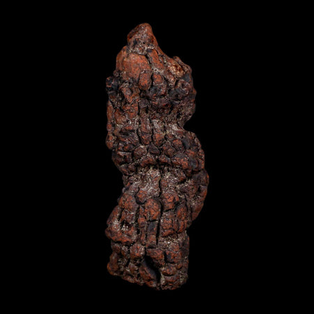 3.4" Prehistoric Coprolite Fossil Specimen Poop Dung Miocene Age Madagascar COA