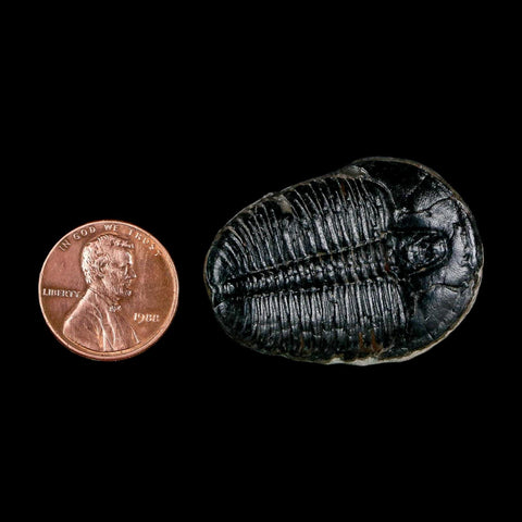 1.5" Elrathia Kingi Trilobite Fossil Utah Cambrian Age 521 Million Years Old COA