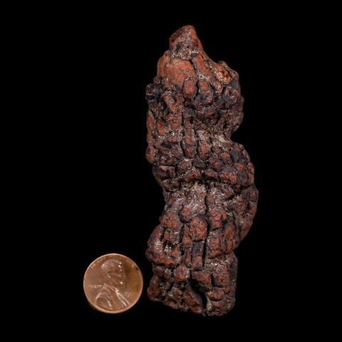 3.4" Prehistoric Coprolite Fossil Specimen Poop Dung Miocene Age Madagascar COA