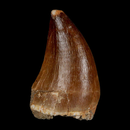 1.7" Mosasaur Prognathodon Fossil Tooth Cretaceous Dinosaur Era COA & Stand