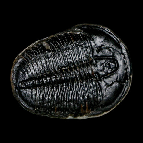 1.5" Elrathia Kingi Trilobite Fossil Utah Cambrian Age 521 Million Years Old COA