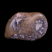 2.5" Sauropod Dinosaur Stomach Stone Gastrolith Rock Gizzard Stone COA