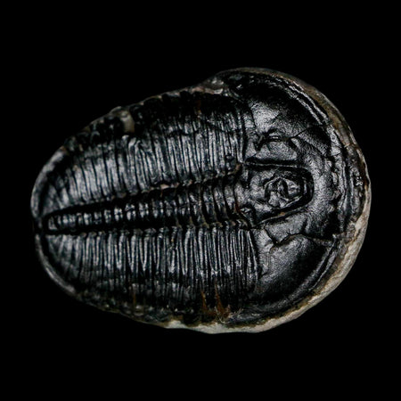 1.5" Elrathia Kingi Trilobite Fossil Utah Cambrian Age 521 Million Years Old COA