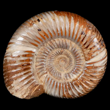 81MM Polished Perisphinctes Ammonite Fossil Nautilus Madagascar Jurassic Age COA