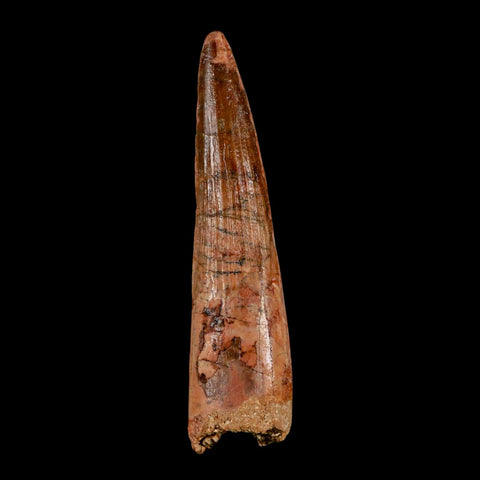 XL 3.5" Spinosaurus Fossil Tooth 100 Million Years Old Cretaceous Dinosaur COA - Fossil Age Minerals