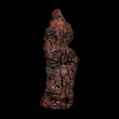 3.4" Prehistoric Coprolite Fossil Specimen Poop Dung Miocene Age Madagascar COA