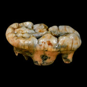 1.7" Extinct Cave Bear Ursus Spelaeus Molar Tooth Rooted Pleistocene Age COA