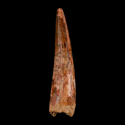 XL 3.5" Spinosaurus Fossil Tooth 100 Million Years Old Cretaceous Dinosaur COA - Fossil Age Minerals