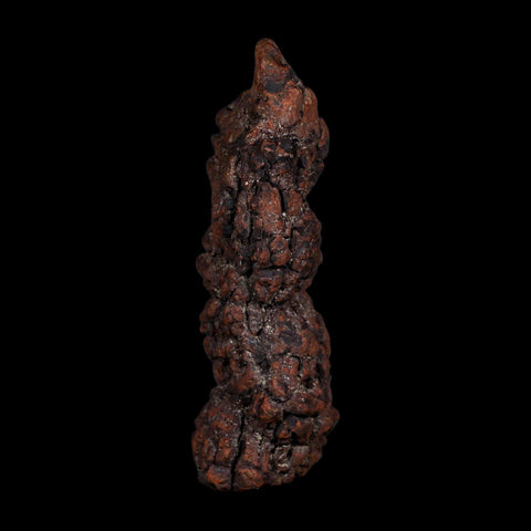 3.4" Prehistoric Coprolite Fossil Specimen Poop Dung Miocene Age Madagascar COA