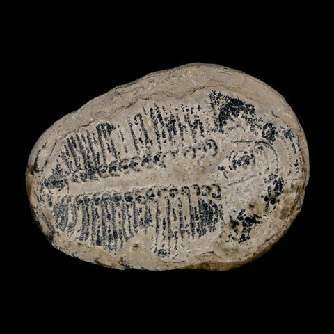 1.5" Elrathia Kingi Trilobite Fossil Utah Cambrian Age 521 Million Years Old COA