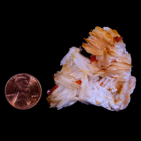 1.7" Sparkly Red Vanadinite Crystals Orange Barite Blades Mineral Mabladen Morocco - Fossil Age Minerals
