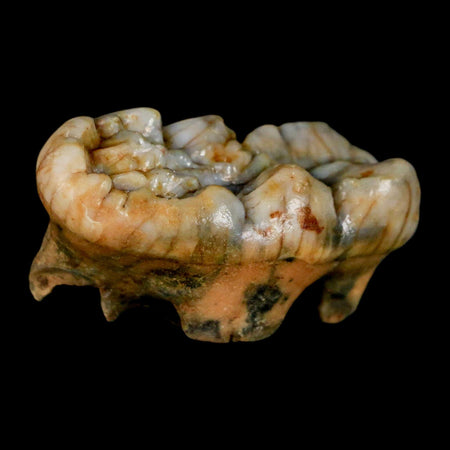 1.7" Extinct Cave Bear Ursus Spelaeus Molar Tooth Rooted Pleistocene Age COA