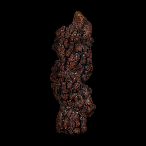3.4" Prehistoric Coprolite Fossil Specimen Poop Dung Miocene Age Madagascar COA