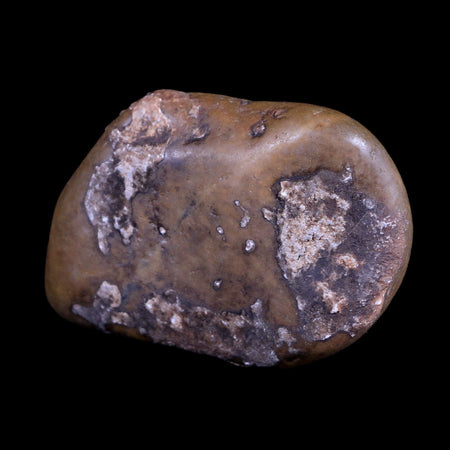 2.5" Sauropod Dinosaur Stomach Stone Gastrolith Rock Gizzard Stone COA