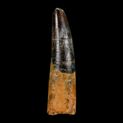 XL 3.4" Spinosaurus Fossil Tooth 100 Million Years Old Cretaceous Dinosaur COA - Fossil Age Minerals