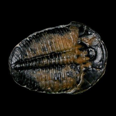 1.5" Elrathia Kingi Trilobite Fossil Utah Cambrian Age 521 Million Years Old COA