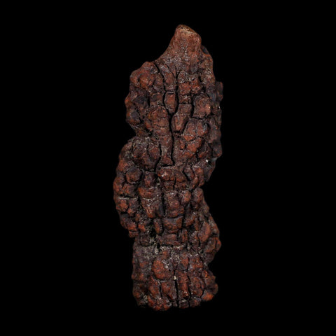3.4" Prehistoric Coprolite Fossil Specimen Poop Dung Miocene Age Madagascar COA