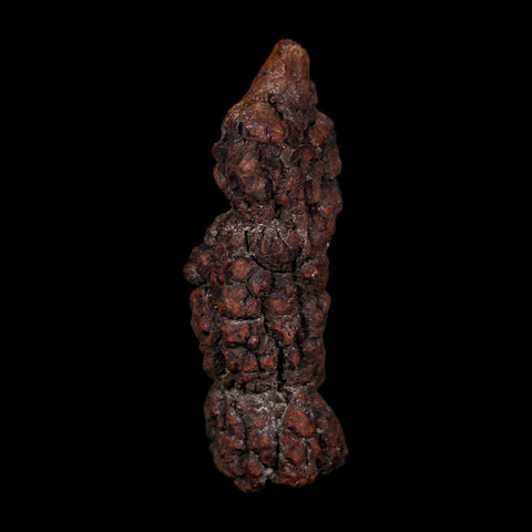 3.4" Prehistoric Coprolite Fossil Specimen Poop Dung Miocene Age Madagascar COA