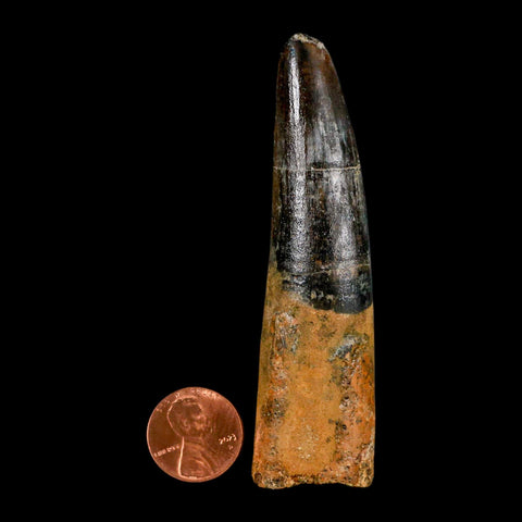 XL 3.4" Spinosaurus Fossil Tooth 100 Million Years Old Cretaceous Dinosaur COA - Fossil Age Minerals