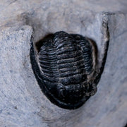 1.3" Cornuproetus Cornutus Trilobite Fossil Morocco Devonian Age 400 Mil Yrs Old COA