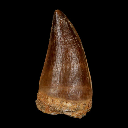 1.8" Mosasaur Prognathodon Fossil Tooth Cretaceous Dinosaur Era COA & Stand