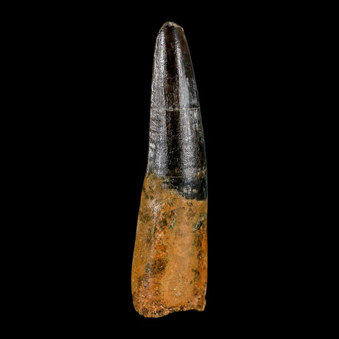 XL 3.4" Spinosaurus Fossil Tooth 100 Million Years Old Cretaceous Dinosaur COA - Fossil Age Minerals
