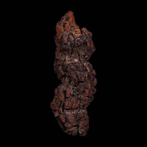 3.4" Prehistoric Coprolite Fossil Specimen Poop Dung Miocene Age Madagascar COA