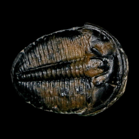 1.5" Elrathia Kingi Trilobite Fossil Utah Cambrian Age 521 Million Years Old COA