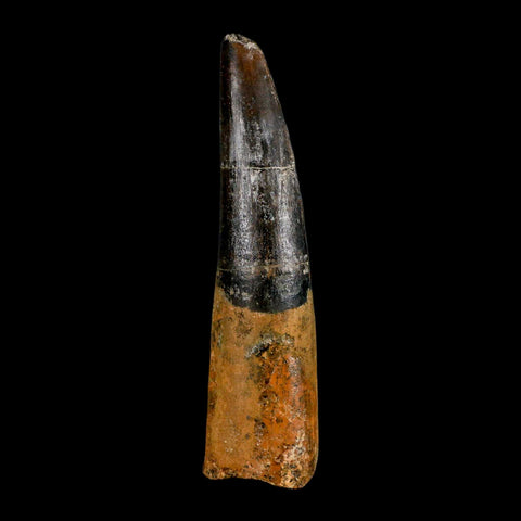 XL 3.4" Spinosaurus Fossil Tooth 100 Million Years Old Cretaceous Dinosaur COA - Fossil Age Minerals