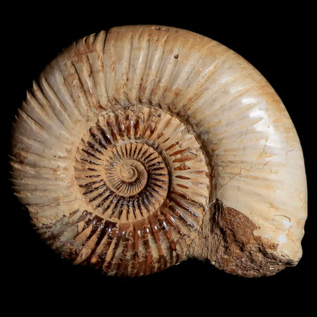 92MM Polished Perisphinctes Ammonite Fossil Nautilus Madagascar Jurassic Age COA