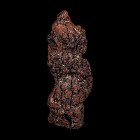 3.4" Prehistoric Coprolite Fossil Specimen Poop Dung Miocene Age Madagascar COA