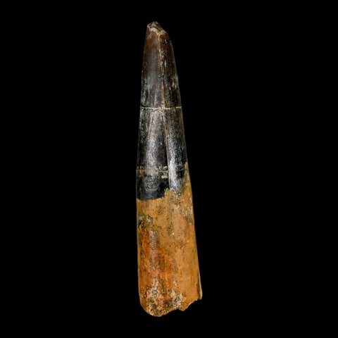 XL 3.4" Spinosaurus Fossil Tooth 100 Million Years Old Cretaceous Dinosaur COA - Fossil Age Minerals
