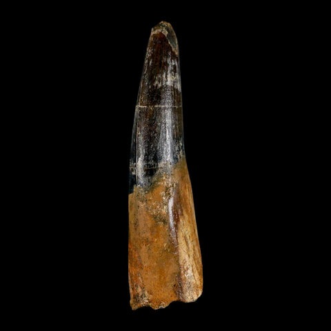 XL 3.4" Spinosaurus Fossil Tooth 100 Million Years Old Cretaceous Dinosaur COA - Fossil Age Minerals