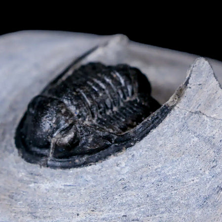 1.3" Cornuproetus Cornutus Trilobite Fossil Morocco Devonian Age 400 Mil Yrs Old COA