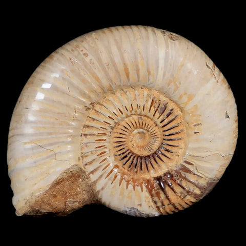 92MM Polished Perisphinctes Ammonite Fossil Nautilus Madagascar Jurassic Age COA - Fossil Age Minerals