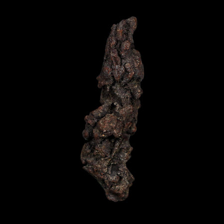 3.2" Prehistoric Coprolite Fossil Specimen Poop Dung Miocene Age Madagascar COA