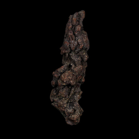 3.2" Prehistoric Coprolite Fossil Specimen Poop Dung Miocene Age Madagascar COA