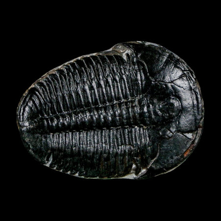 1.4" Elrathia Kingi Trilobite Fossil Utah Cambrian Age 521 Million Years Old COA