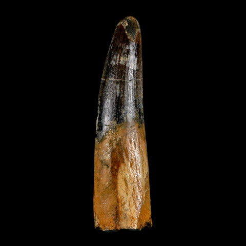 XL 3.4" Spinosaurus Fossil Tooth 100 Million Years Old Cretaceous Dinosaur COA - Fossil Age Minerals