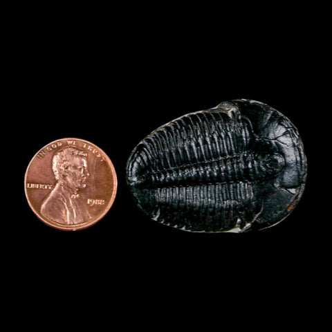 1.4" Elrathia Kingi Trilobite Fossil Utah Cambrian Age 521 Million Years Old COA