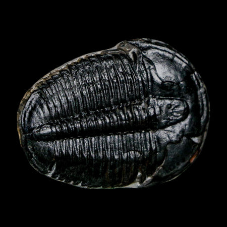 1.4" Elrathia Kingi Trilobite Fossil Utah Cambrian Age 521 Million Years Old COA