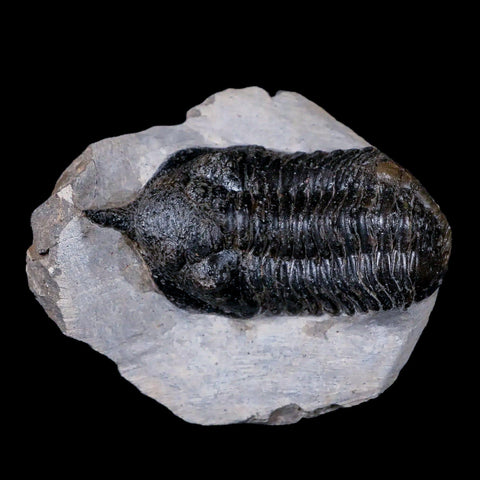 2.7" Morocconites Malladoides Trilobite Fossil Morocco Devonian Age Display, COA - Fossil Age Minerals