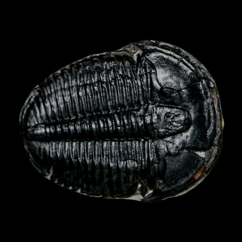 1.4" Elrathia Kingi Trilobite Fossil Utah Cambrian Age 521 Million Years Old COA