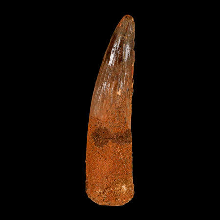 XL 3.4" Spinosaurus Fossil Tooth 100 Million Years Old Cretaceous Dinosaur COA