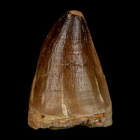 XL 2.2" Mosasaur Prognathodon Fossil Tooth Cretaceous Dinosaur Era COA & Stand