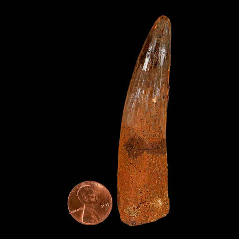 XL 3.4" Spinosaurus Fossil Tooth 100 Million Years Old Cretaceous Dinosaur COA - Fossil Age Minerals