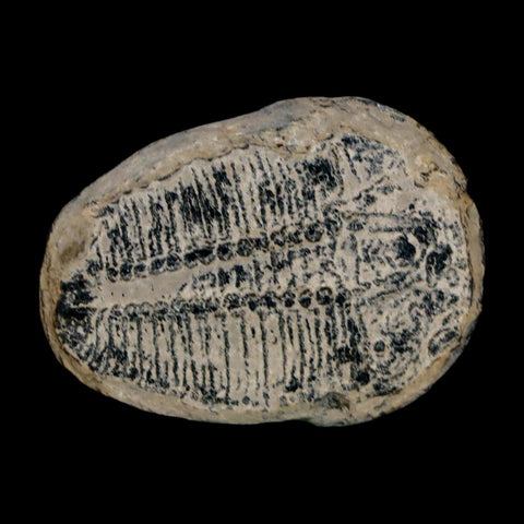1.4" Elrathia Kingi Trilobite Fossil Utah Cambrian Age 521 Million Years Old COA