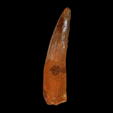 XL 3.4" Spinosaurus Fossil Tooth 100 Million Years Old Cretaceous Dinosaur COA - Fossil Age Minerals