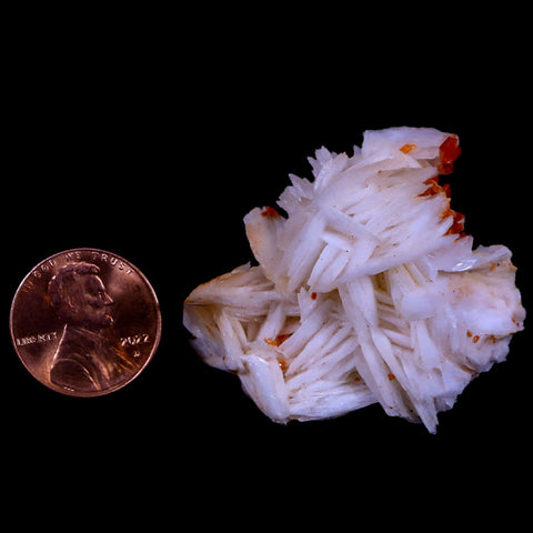 1.6" Sparkly Red Vanadinite Crystals White Barite Blades Mineral Mabladen Morocco - Fossil Age Minerals